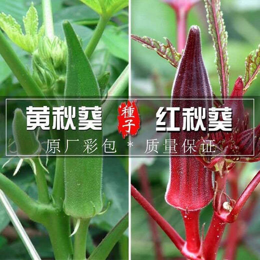 Okra seeds, fruit, red okra seeds, okra seedlings, sowing vegetables in spring and summer seasons, balcony courtyard, original pack of 50 okra seeds