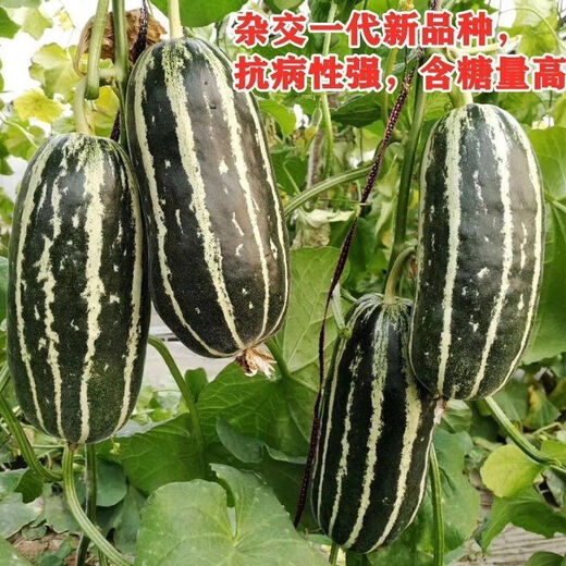 Sweet toothless rock sugar melon seeds, four-season high-yielding garden balcony potted fruit seeds, rock sugar melon seeds, sweet toothless seeds/pack of about 100 capsules, 5 packs