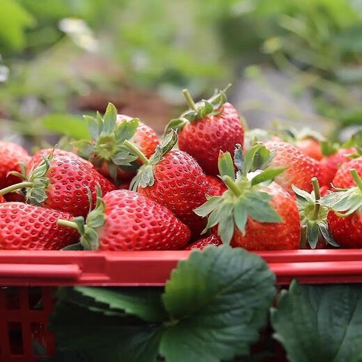 Four Seasons Cream Strawberry Seeds Spring and Autumn Home Balcony Potted Plants for Beginners Easy to Grow Fruit Red Strawberry Seeds Cream Red Strawberry Seeds/Pack About 100 capsules 5 packs