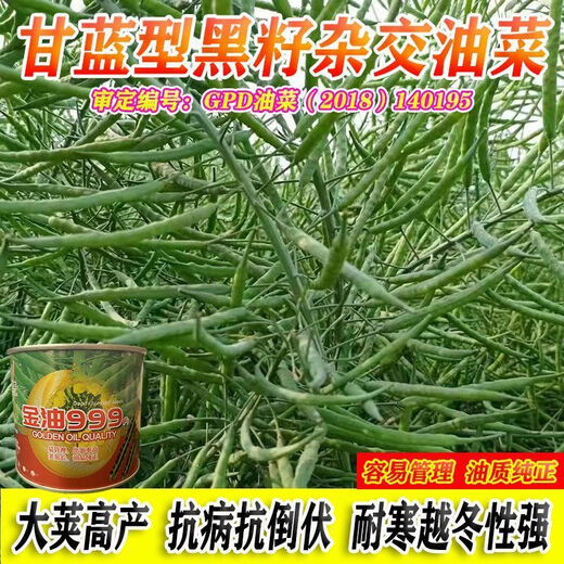Spring and Autumn Golden Oil 999 Rapeseed Seed Certified High Yield Oil King Oil Pure Short Stem Early Mature Black Seed Resistant to Cold and Drought Resistant Golden Oil 999 Rapeseed Seed 5 cans about 500g