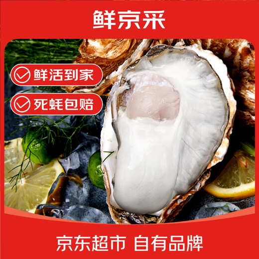 Fresh Jingcai Fresh Oysters 4XL Net weight 5Jin Jin is equal to 0.5kg 10-13 oysters delivered fresh to your home Fresh seafood straight from the source