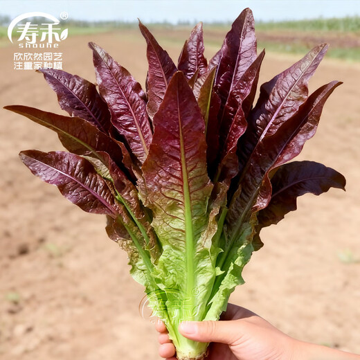 Shouhe lettuce seeds purple and easy to sow on the family balcony in spring and winter sowing vegetables for four seasons in Guangdong fields Shouhe red lettuce seeds 50g original