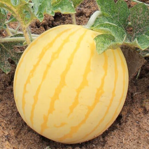 Huangmeiren watermelon seeds, yellow-skinned sweet king, early-maturing watermelon seeds, southern fruits, spring and four seasons vegetable seeds, Huangmeiren watermelon seeds, 1 pack of about 20 seeds
