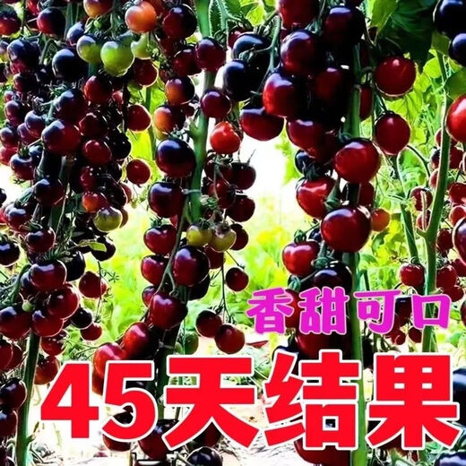 Black Tomato Seeds, Waterfall Tomatoes, Black Pearl Tomatoes, Small Tomato Seeds, Potted Cherry Tomato Fruit Seeds, Black Falls Cherry Tomato Seeds/pack, about 200 capsules, 5 packs