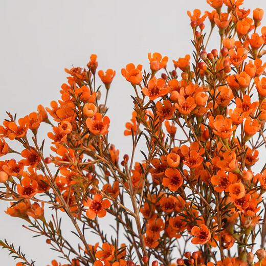 Dark fragrance and bright wintersweet random color 1 bunch