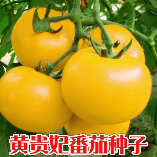 Rhubarb persimmon seeds, yellow tomato seeds, yellow imperial concubine tomato seeds, Northeast large fruit spring vegetable seeds, rhubarb tomato seeds/pack, about 200 capsules, 2 packs