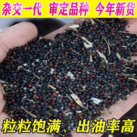 Spring and Autumn Golden Oil 999 Rapeseed Seed Certified High Yield Oil King Oil Pure Short Stem Early Mature Black Seed Resistant to Cold and Drought Resistant Golden Oil 999 Rapeseed Seed 5 cans about 500g