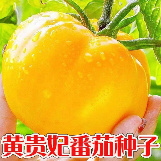 Rhubarb persimmon seeds, yellow tomato seeds, yellow imperial concubine tomato seeds, Northeast large fruit spring vegetable seeds, rhubarb tomato seeds/pack, about 200 capsules, 2 packs