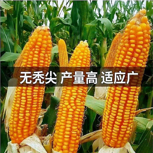 Dual-country review of Shandong 605 corn seeds, red shaft, short stems, large sticks, disease resistance, lodging resistance, high temperature and humidity resistance, Shandong Denghai 605 corn seeds, 4200 grains/bag