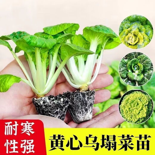 Huangxinwutaicai seedlings, chrysanthemum and cabbage seedlings, potted garden garden fields, easy to grow four-season vegetable seedlings, 60 Huangxinwutaicai plants