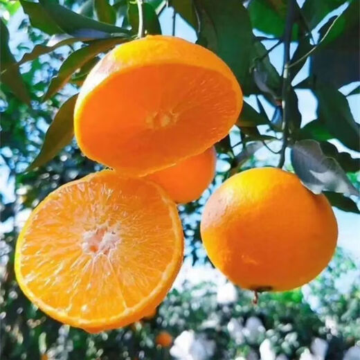 鲜级佳四川爱媛38号果冻橙柑橘桔子新鲜应季当季时令整箱水果礼盒装 带箱9-10斤装一级果 果径80-90mm 净重8.5斤