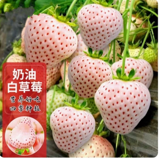 Creamy white strawberry seeds, four-season white strawberry seeds, vegetable seeds, red-faced family potted plants, balcony planting, creamy white strawberry seeds/pack, about 100 capsules, 3 packs