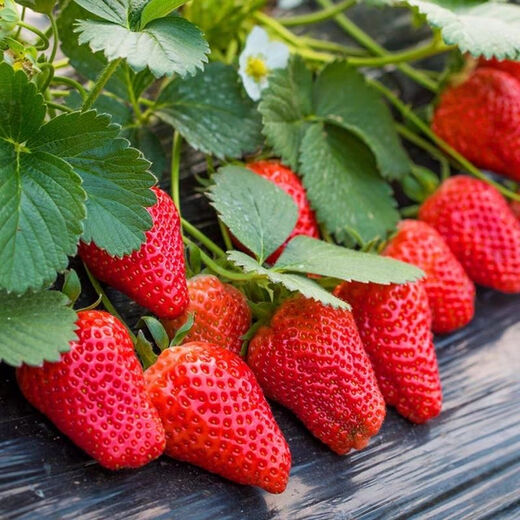 Four Seasons Cream Strawberry Seeds Spring and Autumn Home Balcony Potted Plants for Beginners Easy to Grow Fruit Red Strawberry Seeds Cream Red Strawberry Seeds/Pack About 100 capsules 5 packs