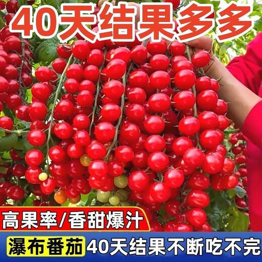 Sweet and juicy waterfall cherry tomato seeds, cherry tomato seeds for sowing potted vegetables in all seasons, red waterfall cherry tomato seeds/pack, about 200 capsules, 1 pack