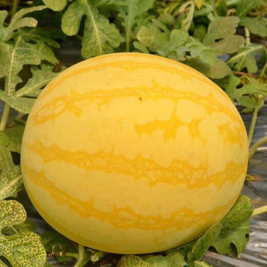Huangmeiren watermelon seeds, yellow-skinned sweet king, early-maturing watermelon seeds, southern fruits, spring and four seasons vegetable seeds, Huangmeiren watermelon seeds, 1 pack of about 20 seeds