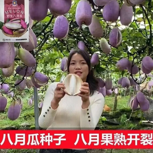 August melon, August fried seeds, new dietary fiber seeds, four-season climbing vines, balcony potted edible fruit seeds, August melon seeds/pack, about 20 capsules, 5 packs