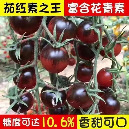 Black Tomato Seeds, Waterfall Tomatoes, Black Pearl Tomatoes, Small Tomato Seeds, Potted Cherry Tomato Fruit Seeds, Black Falls Cherry Tomato Seeds/pack, about 200 capsules, 5 packs