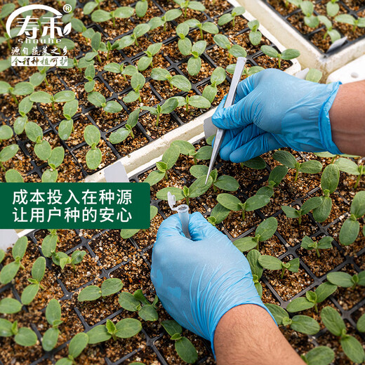 Shouhe Bingtangzi melon seed seedlings winter and spring fruit seeds melon home planting Bingtang Prince seeds 60 capsules * 4 bags