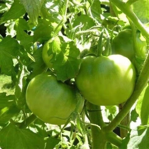 Thieves do not steal green tomato seeds, green tomato seeds, green tomato seeds, high-yield fresh vegetable and fruit seeds in the field, apple green tomato seeds, 2 packs of about 400 capsules