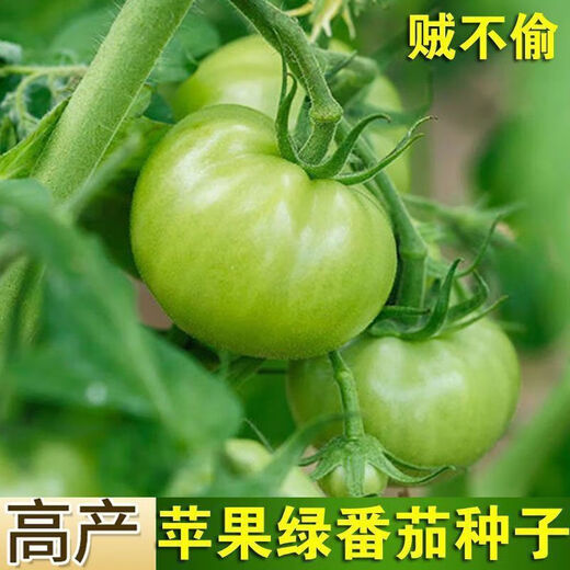 Thieves do not steal green tomato seeds, green tomato seeds, green tomato seeds, high-yield fresh vegetable and fruit seeds in the field, apple green tomato seeds, 2 packs of about 400 capsules