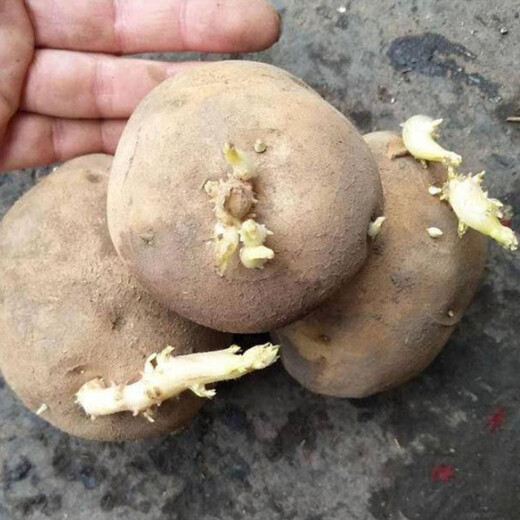 Qiuying high-yielding early-maturing yellow-skinned yellow-heart potato seeds Yunnan farmer's old variety yellow-heart budding potato seeds 500g