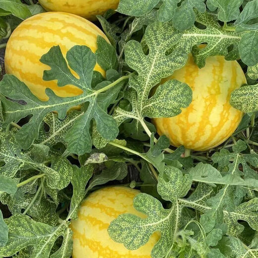 Huangmeiren watermelon seeds, yellow-skinned sweet king, early-maturing watermelon seeds, southern fruits, spring and four seasons vegetable seeds, Huangmeiren watermelon seeds, 1 pack of about 20 seeds