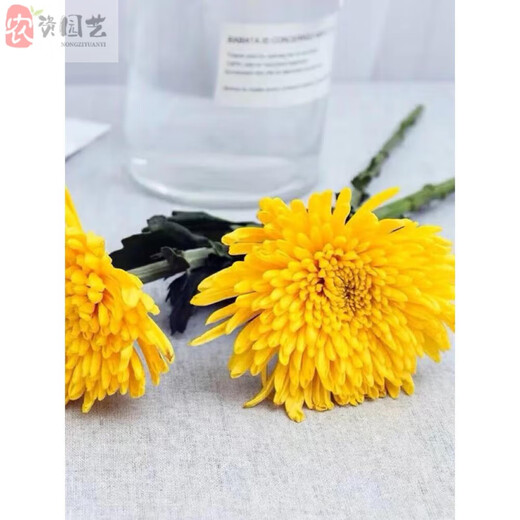 Garden new Qingming Festival yellow and white chrysanthemum flower bouquet for mourning, sweeping tombs, worshiping ancestors, worshiping mountains and praying to gods, Guangzhou base express delivery nationwide, 30 pieces of yellow chrysanthemums, vase not included