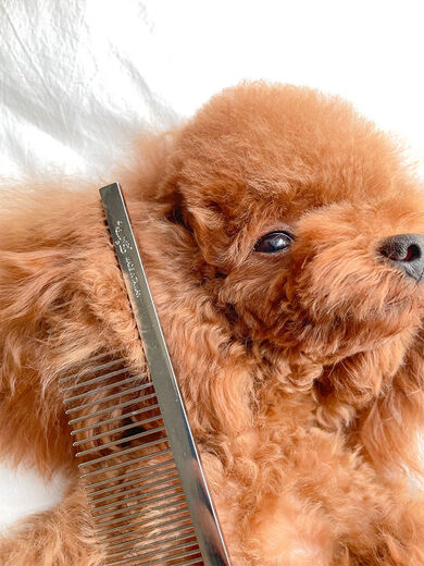 Chuanji pet grooming comb, dog comb, cat comb, knot-removing hair grooming, hair smoothing, Teddy Bichon long hair comb, stainless steel grooming comb