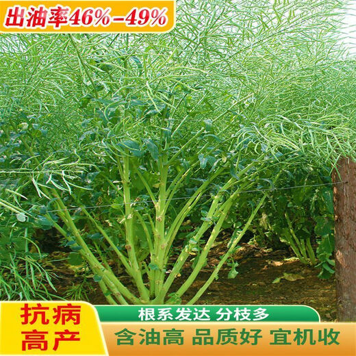 Spring and Autumn Golden Oil 999 Rapeseed Seed Certified High Yield Oil King Oil Pure Short Stem Early Mature Black Seed Resistant to Cold and Drought Resistant Golden Oil 999 Rapeseed Seed 5 cans about 500g