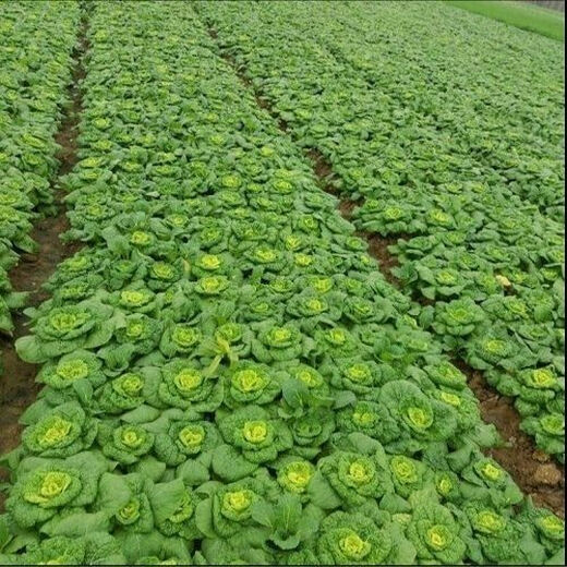 Huangxinwutaicai seedlings, chrysanthemum and cabbage seedlings, potted garden garden fields, easy to grow four-season vegetable seedlings, 60 Huangxinwutaicai plants