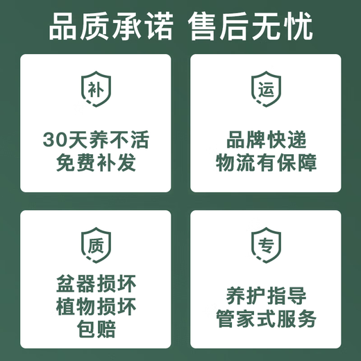 Jingdong Flowers Phalaenopsis Potted Fairy Pink 6 Foils with Buds Green Plants Flowers Living Room Decoration Send Straight Hair to Elders from the Source