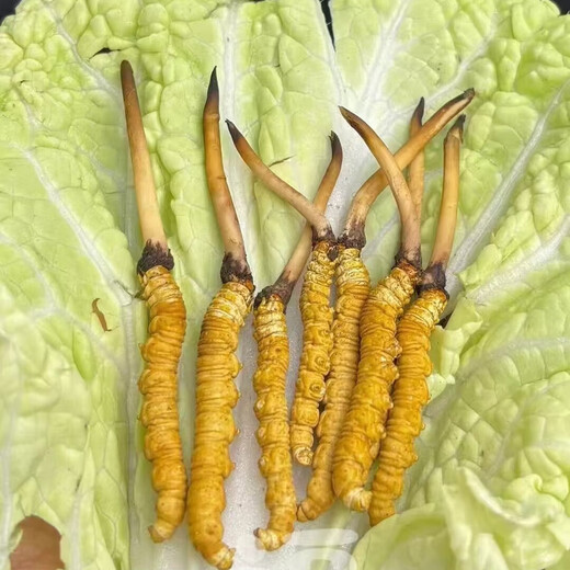 2025 Fresh Cordyceps Authentic First Phase Fresh Cordyceps 1.2g/root Authentic fresh grass free gift supplement 1.2g/root above frozen preservation 10 fresh cordyceps