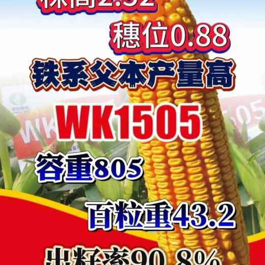 Wk1505 test weight short stem 805 drought resistance, high yield resistance, lodging resistance, large corn seeds WK1505 5500 grains