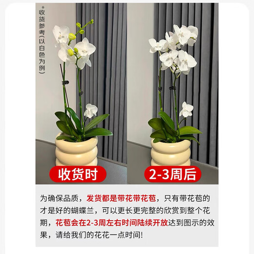Jingdong Flowers Phalaenopsis Potted Fairy Pink 6 Foils with Buds Green Plants Flowers Living Room Decoration Send Straight Hair to Elders from the Source