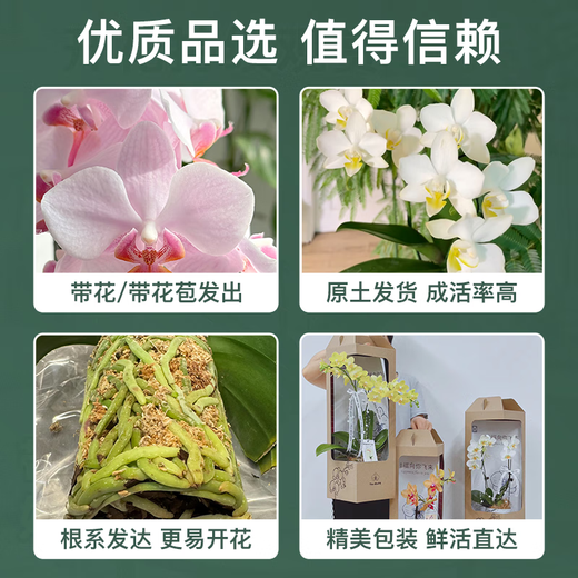 Jingdong Flowers Phalaenopsis Potted Fairy Pink 6 Foils with Buds Green Plants Flowers Living Room Decoration Send Straight Hair to Elders from the Source