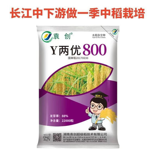 稳产Y两优800杂交水稻种子抗病抗倒适合长江中下游地区种植 高产Y两优800杂交水稻种子抗病抗倒适合长江中下游