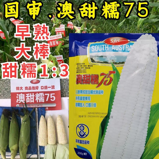 Семена сладкой и восковой кукурузы, австралийские сладкие и восковые 75 очень больших палочек, хороший вкус, высокая урожайность и устойчивость к болезням, фермерские весенние и осенние семена белой восковой кукурузы, сладкие и восковые семена кукурузы Xin'ao 75, оригинальные 200 г