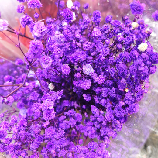满天星干花花束永生花材料 紫色