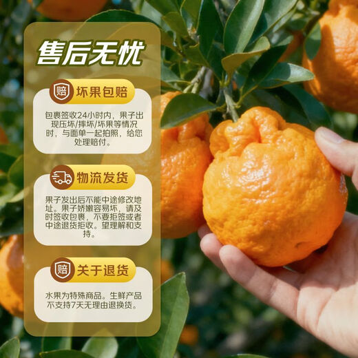 早熟新鲜丑橘应季新鲜水果酸甜多汁整箱包邮 5斤装