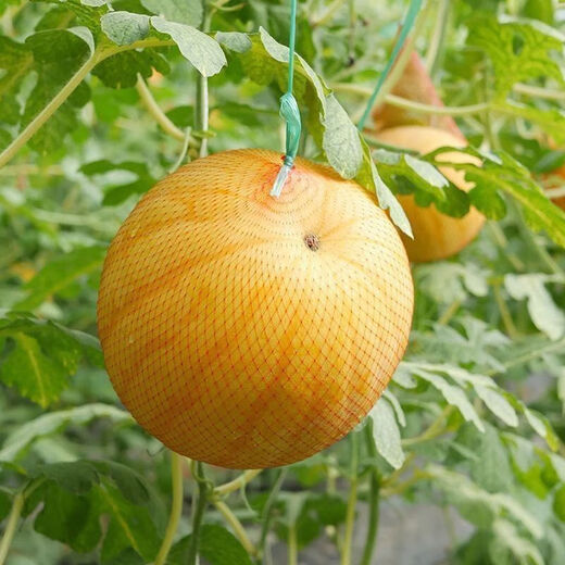Huangmeiren watermelon seeds, yellow-skinned sweet king, early-maturing watermelon seeds, southern fruits, spring and four seasons vegetable seeds, Huangmeiren watermelon seeds, 1 pack of about 20 seeds