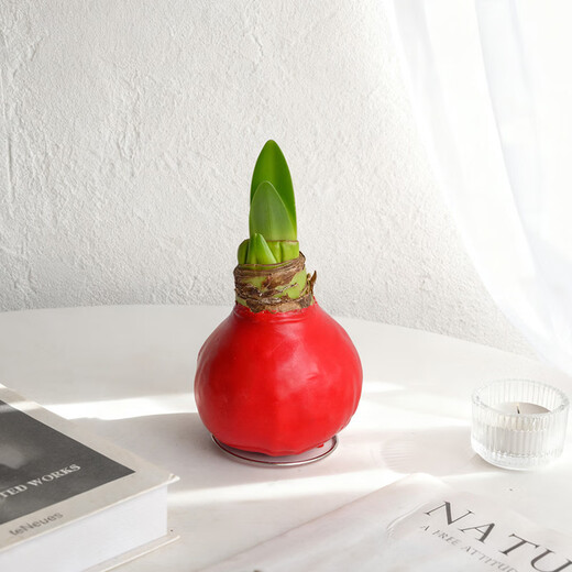 Destined Red 1 Amaryllis seed bulb imported from Peru