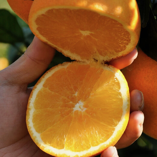 Naranjas Navel Gannan, huerto propio, auténticas naranjas Navel Jiangxi Gannan con hojas, recién recolectadas, directamente de origen SF, ricas en aroma a naranja, peso (10) Jin Jin igual a 0,5 kg, fruta con hojas de 70-79 mm de calidad media alta