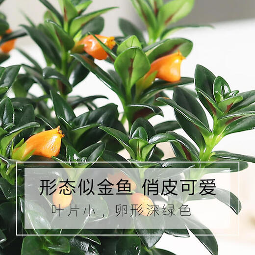 All-season evergreen goldfish spider plant potted indoor green plants, flowers, succulents, money trees, easy to maintain and live in the living room 01 goldfish spider plant, 20-30 pieces in the whole pot, original pot soil