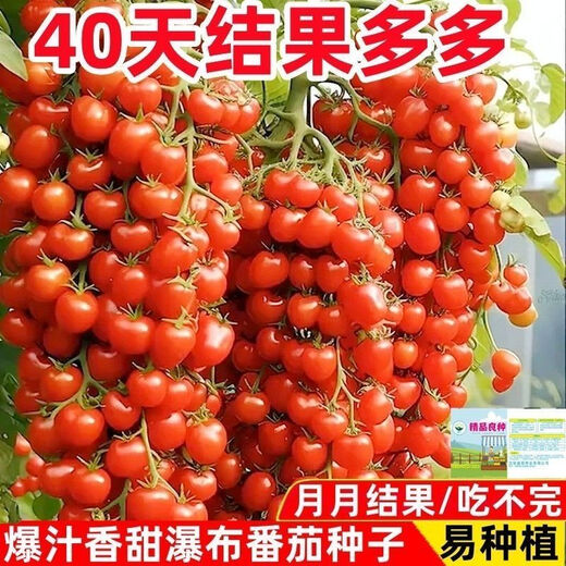 Sweet and juicy waterfall cherry tomato seeds, cherry tomato seeds for sowing potted vegetables in all seasons, red waterfall cherry tomato seeds/pack, about 200 capsules, 1 pack
