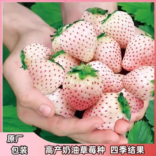 Creamy white strawberry seeds, four-season white strawberry seeds, vegetable seeds, red-faced family potted plants, balcony planting, creamy white strawberry seeds/pack, about 100 capsules, 3 packs