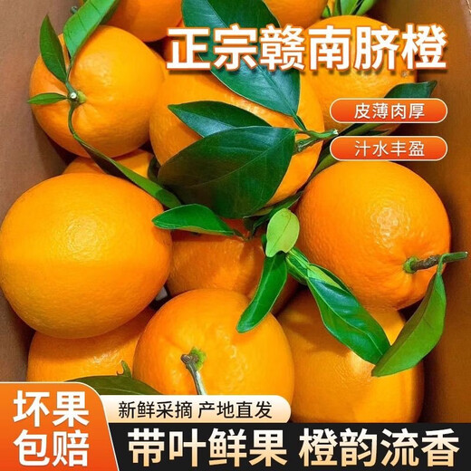 Naranjas Navel Gannan, huerto propio, auténticas naranjas Navel Jiangxi Gannan con hojas, recién recolectadas, directamente de origen SF, ricas en aroma a naranja, peso (10) Jin Jin igual a 0,5 kg, fruta con hojas de 70-79 mm de calidad media alta
