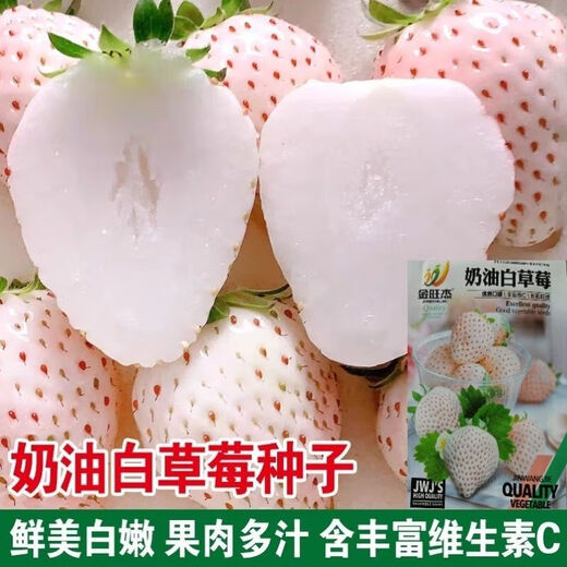 Creamy white strawberry seeds, four-season white strawberry seeds, vegetable seeds, red-faced family potted plants, balcony planting, creamy white strawberry seeds/pack, about 100 capsules, 3 packs