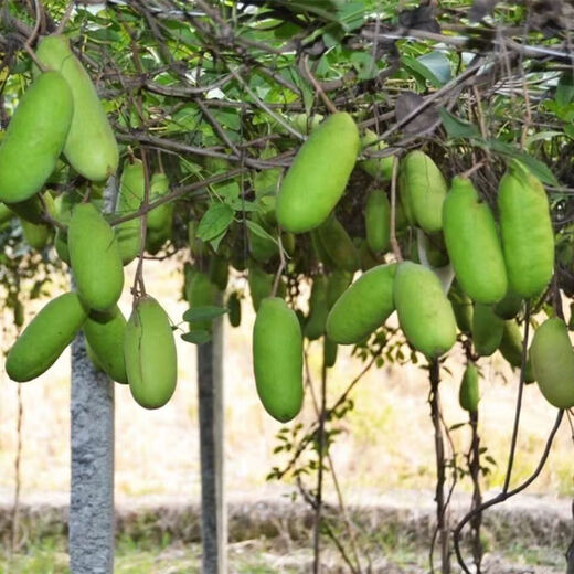 August melon, August fried seeds, new dietary fiber seeds, four-season climbing vines, balcony potted edible fruit seeds, August melon seeds/pack, about 20 capsules, 5 packs