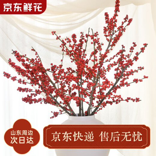 Jingdong Flowers North American Holly 5 branches A grade 50-60cm New Year's Eve flowers for festivals Spring Festival flowers base straight from the source