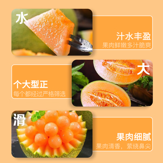 正宗哈密瓜西州蜜大果甜瓜新鲜采摘蜜瓜脆甜多汁整箱 哈密瓜1.5-2斤